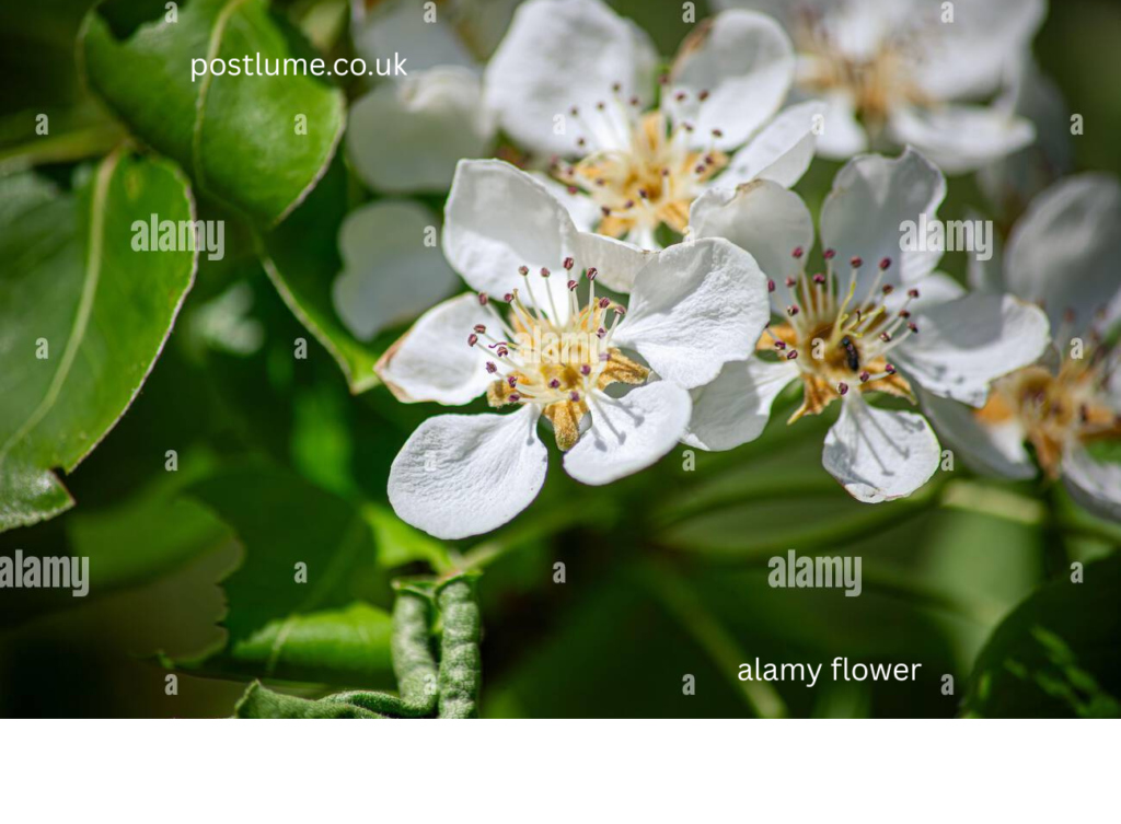 alamy flower