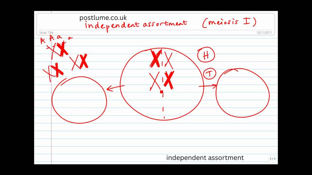 independent assortment